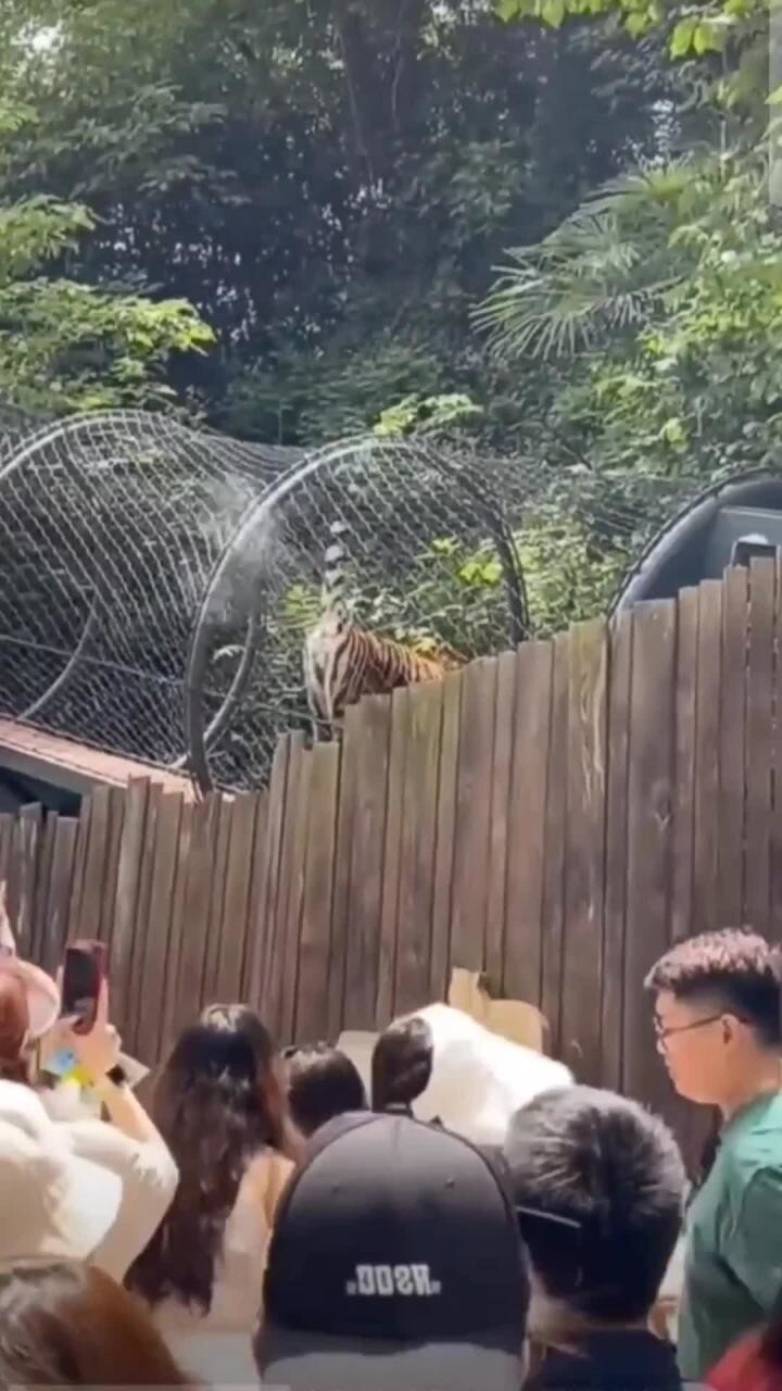 Тигр - пранкер 