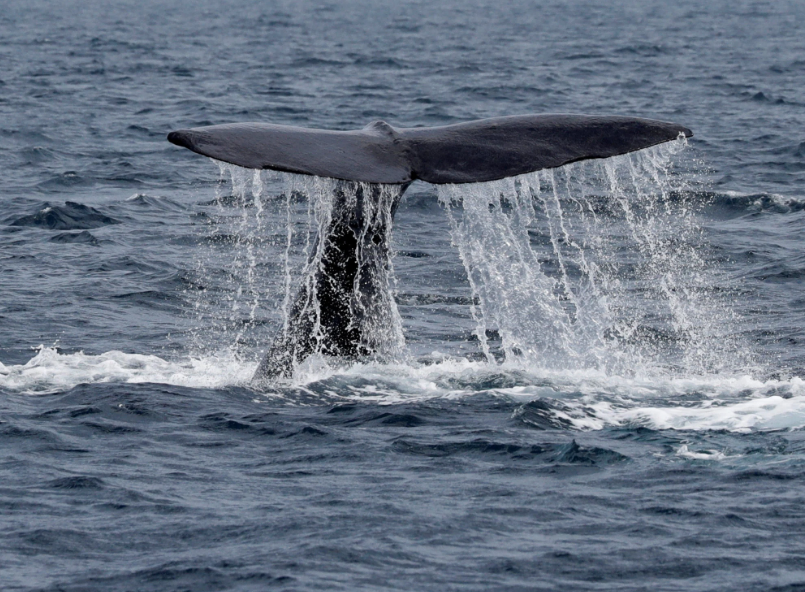 Национальные комплексы японцев обрекли на смерть китов