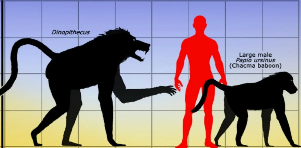 Бабуин: почему этого агрессивного соседа древнего человека боятся даже львы