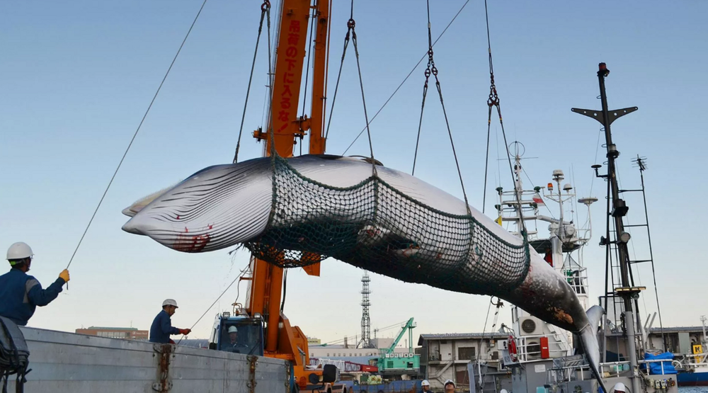 Национальные комплексы японцев обрекли на смерть китов