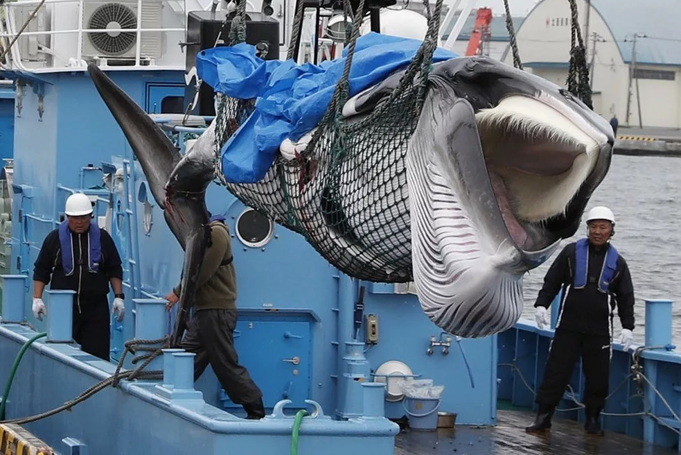 Почему японцам самим эти киты не нужны