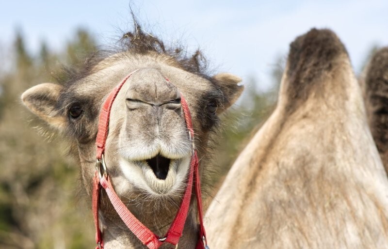 Сколько верблюдов дали бы за вас в арабском мире?