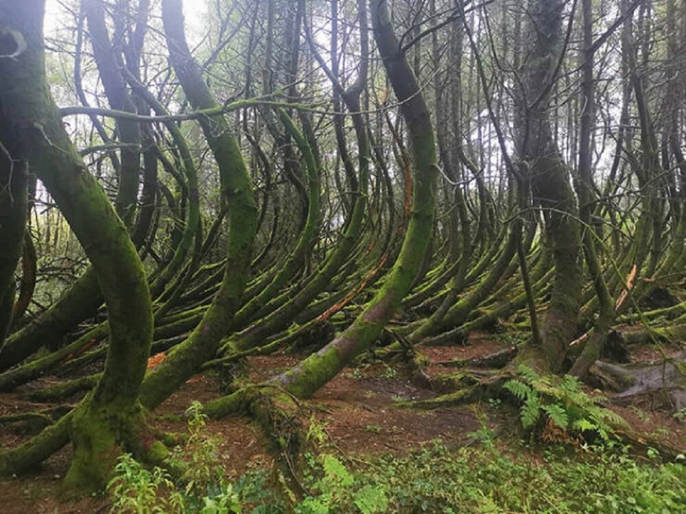 8. «Во время прогулки наткнулся на эти изогнутые деревья. Южный Уэльс»