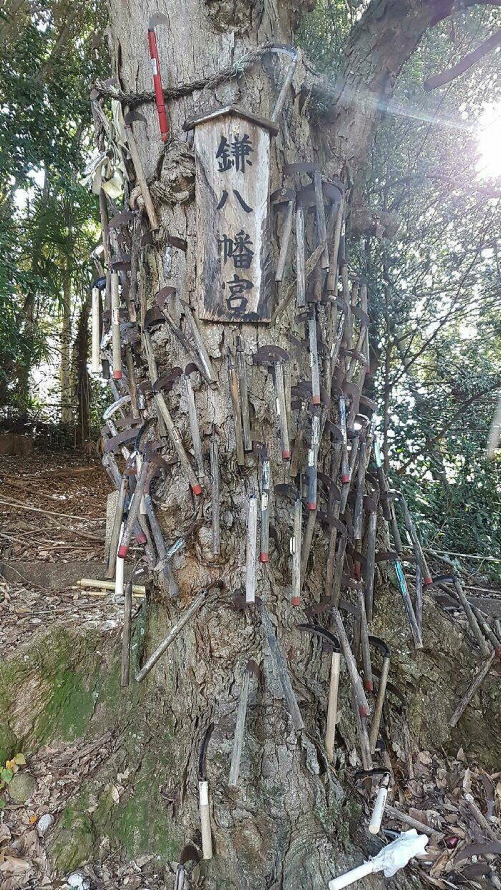 22. «Наткнулся на это дерево во время прогулки по лесу в Японии»