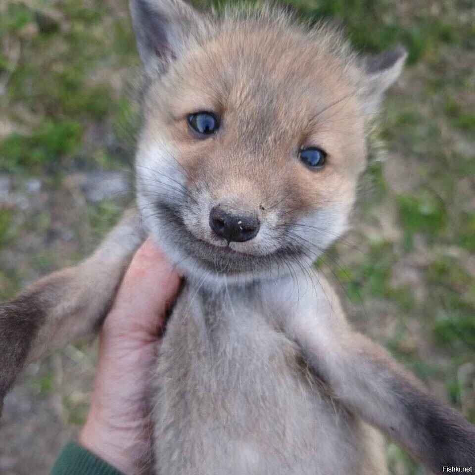 В петербургском лесу нашли лисёнка, который опух