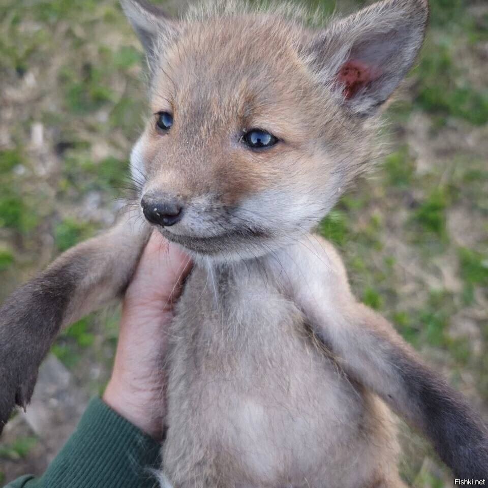В петербургском лесу нашли лисёнка, который опух