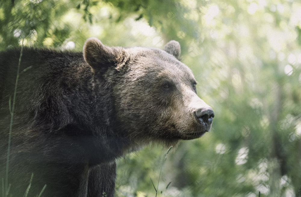 В Магаданской области пенсионерка отбилась от медведицы