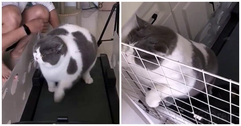 Борьба пухлого кота с похудением