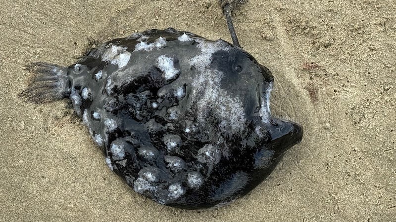 Крайне редкую футбольную рыбу нашли на побережье в США