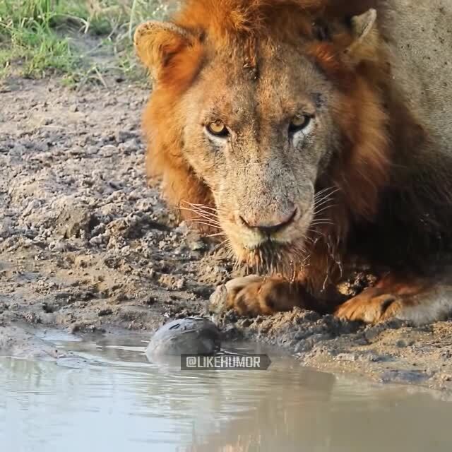 Даже львы побаиваются этих отмороженных 