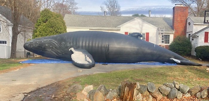 20. Надувной кит в натуральную величину во дворе