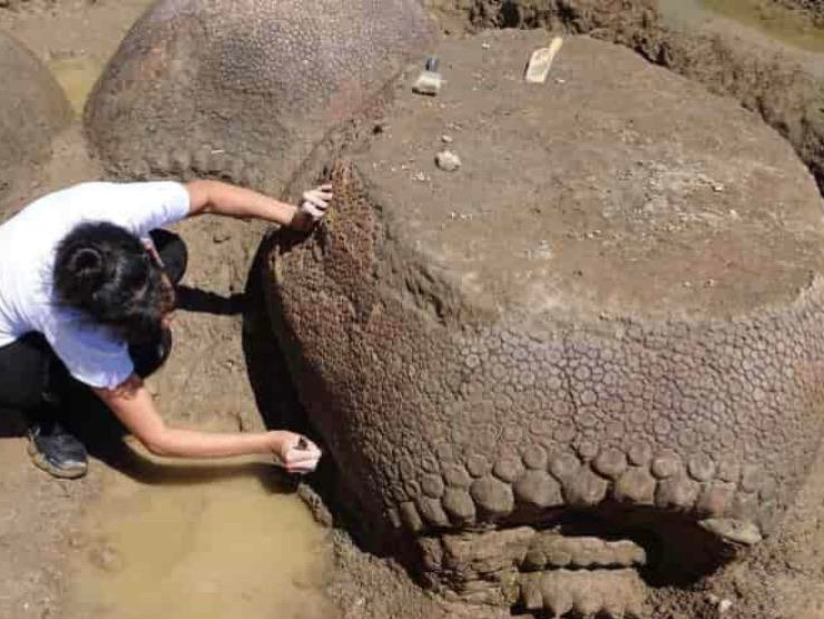 6. Окаменелости древнего броненосца, обнаруженные в Аргентине. Эти гиганты, известные как Глиптодонты, бродили по земле около 20 000 лет назад