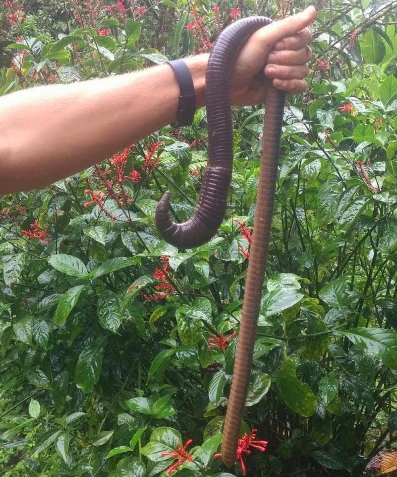 10. Дождевой червь, рода Martiodrilus, найденный в 2016 году Амазонке