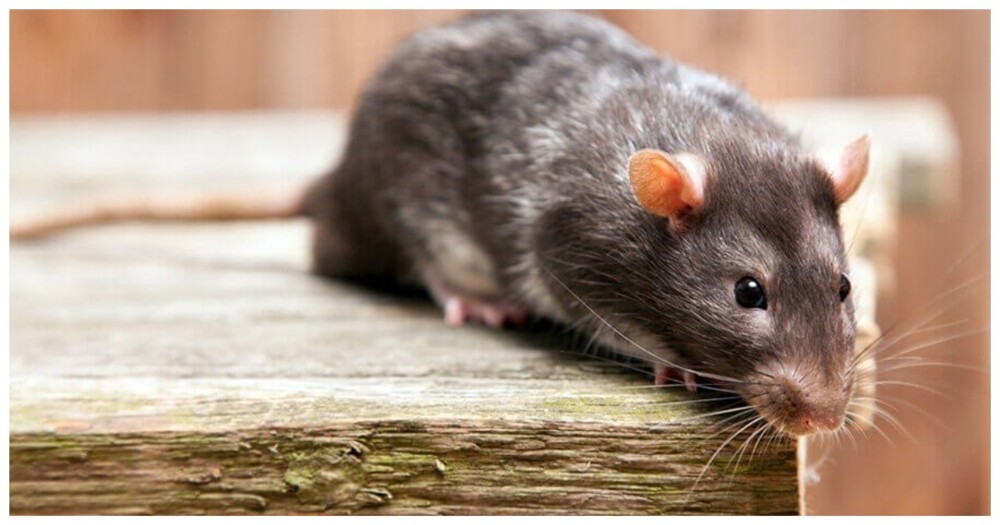 Как сахар влияет на когнитивные способности крыс