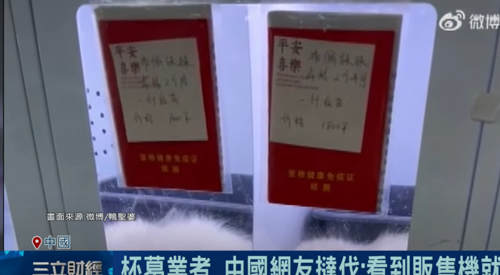 В Китае поставили торговые автоматы с котами