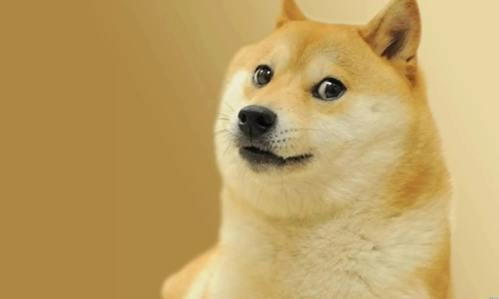 Скончалась сиба-ину по кличке Кабосу, ставшая символом мема Doge и криптовалюты Dogecoin