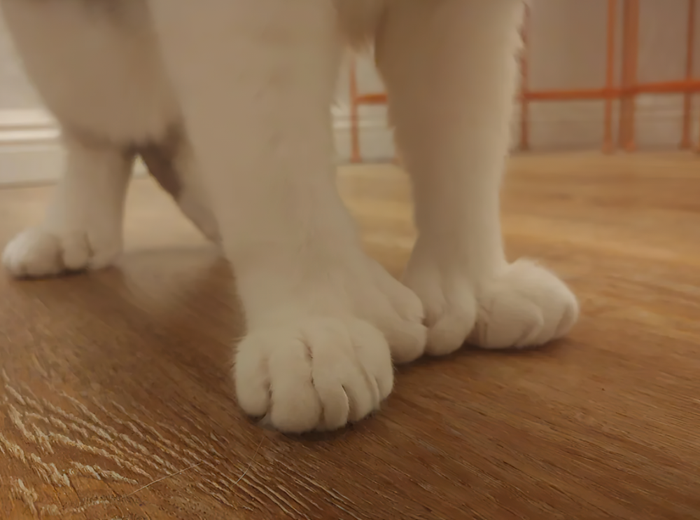 10. «У кота моего друга рекордное количество пальцев на ногах — 28!»