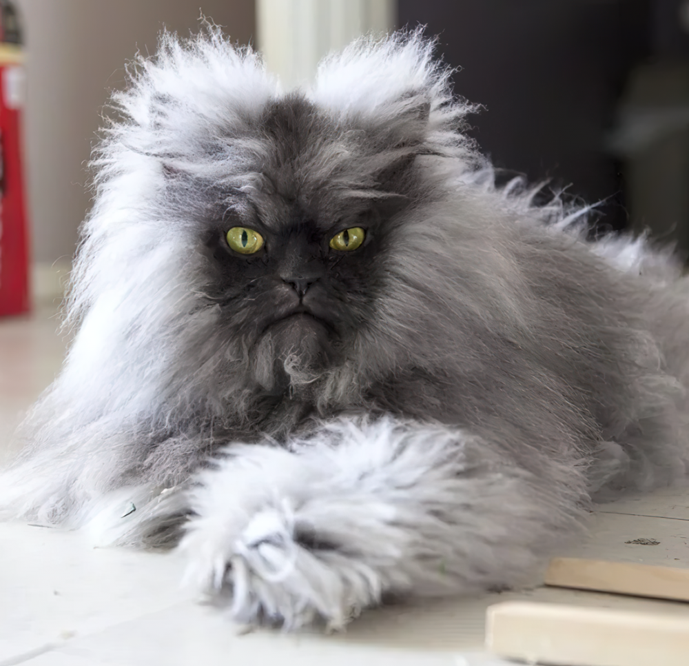 20. Полковник Мяу — гималайско-персидский кот, который стал обладателем рекорда Гиннесса по самой длинной шерсти среди кошек. Длина его шерсти — 9 дюймов (22,86 см)