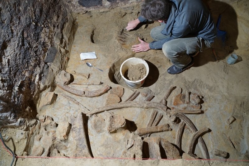 Мужчина нашел в погребе останки гигантов Ледникового периода
