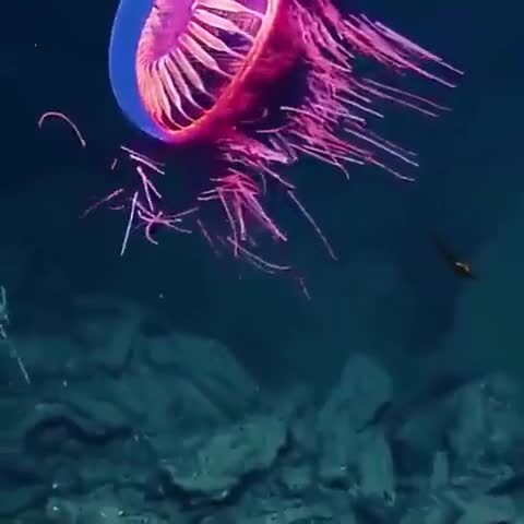 Редкая «Медуза-фейерверк» 