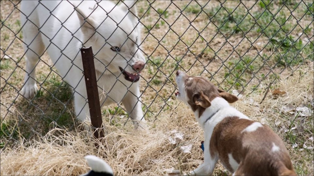 Собачьи понты: почему за забором псы лают друг на друга, но стоит его открыть — тут же успокаиваются