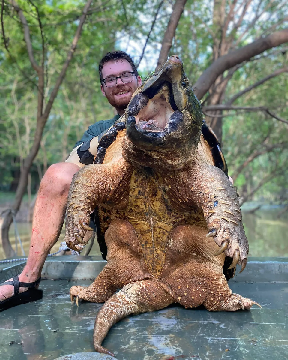Реки Европы захватывает самая опасная черепаха США «Капкан смерти» весом до 130 кг