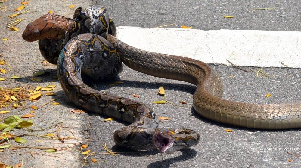Королевская кобра: почему они ведут «войну» против других змей?