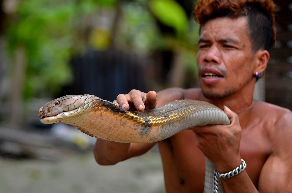 Королевская кобра: почему они ведут «войну» против других змей?