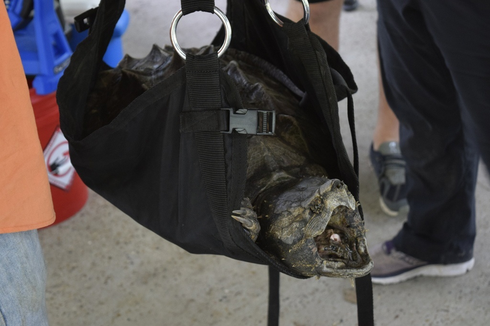 Реки Европы захватывает самая опасная черепаха США «Капкан смерти» весом до 130 кг
