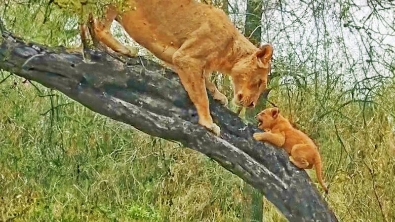 Львица учит своих малышей забираться на дерево