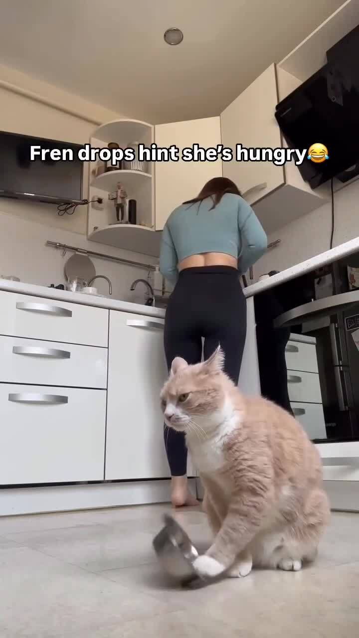 Голодный кот 