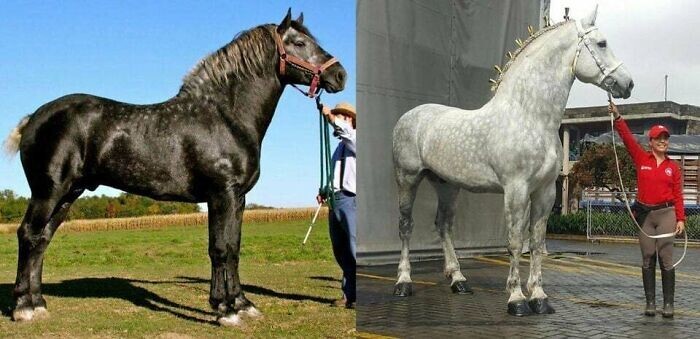 18. Лошадь породы першерон. Это одна и та же лошадь с разницей в 5 лет: по мере взросления у них меняется окрас