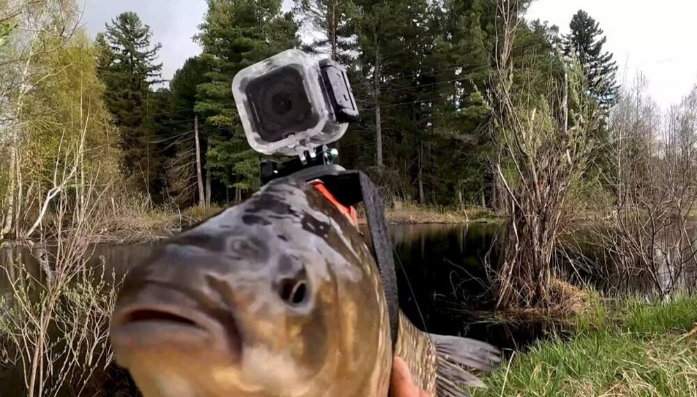 Рыбак прикрепил GoPro к карасю, чтобы найти щук
