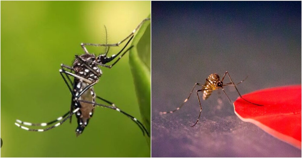 Ученые выяснили, какой цвет больше всего привлекает комаров