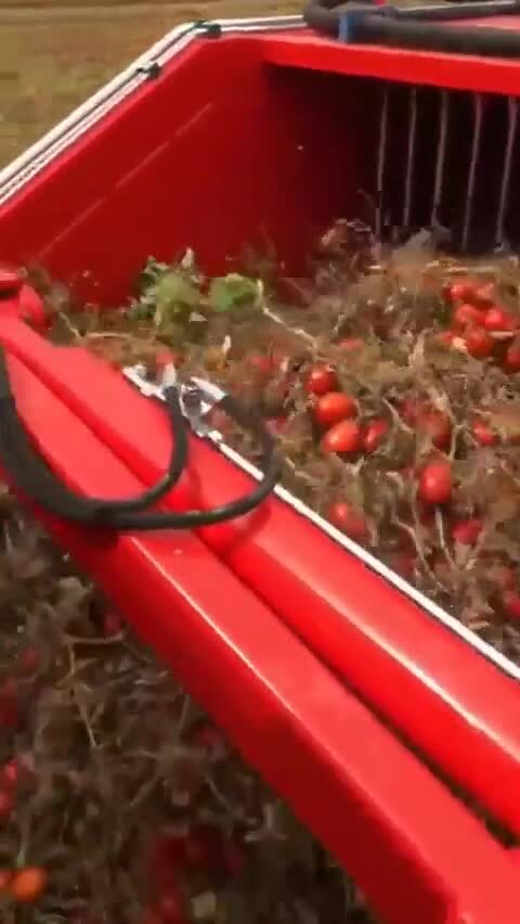 Сбор урожая помидоров 