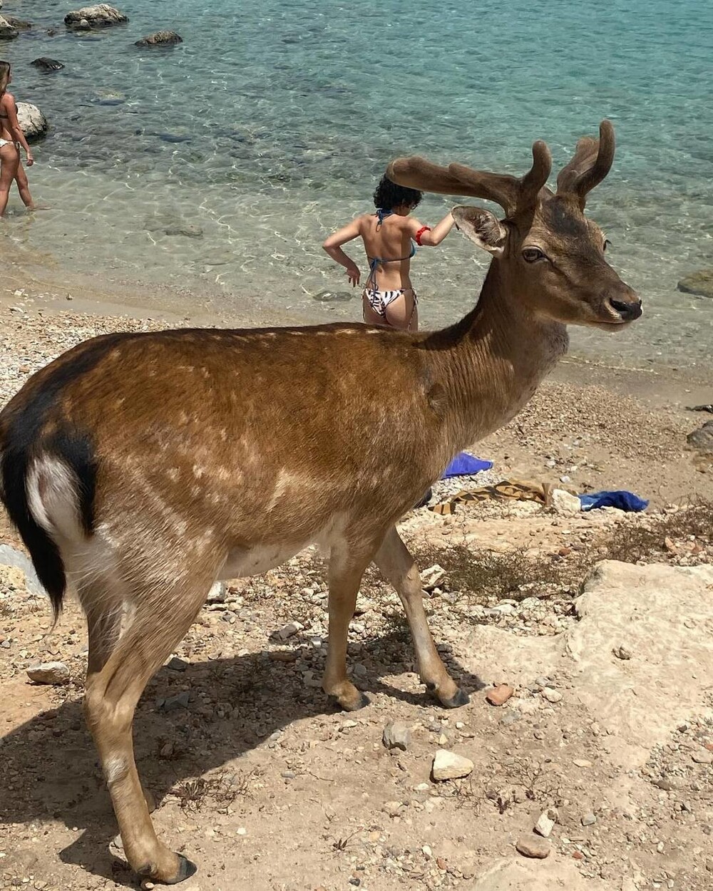 Греческий остров, где никто не живет и экзотические животные свободно разгуливают по песчаным пляжам