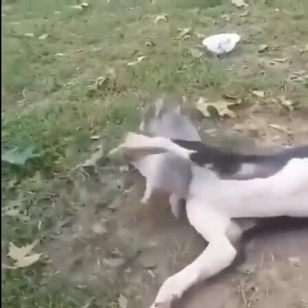Зверское нападение кабана на собаку 
