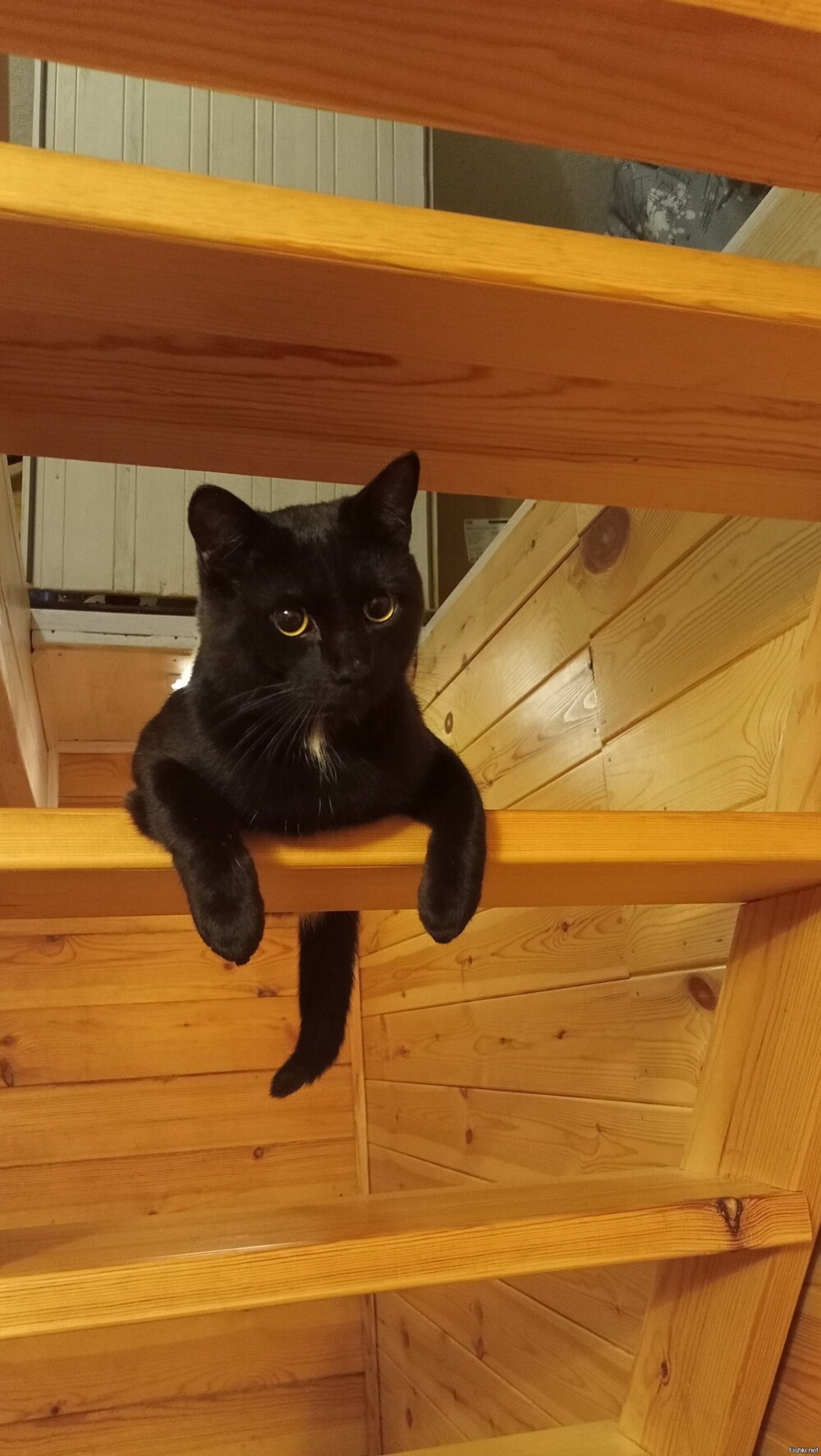 Вывезли кота первый раз на дачу, нашел себе любимое место - на лестнице