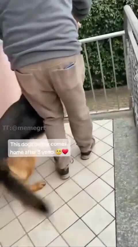 Реакция собаки на возвращение хозяина после 3-х лет его отсутствия 
