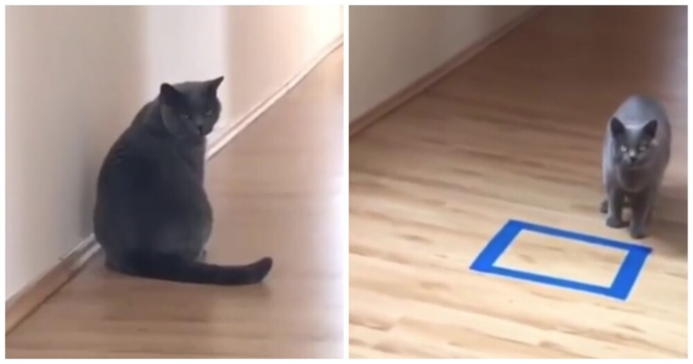 Как поймать кота в воображаемую коробку