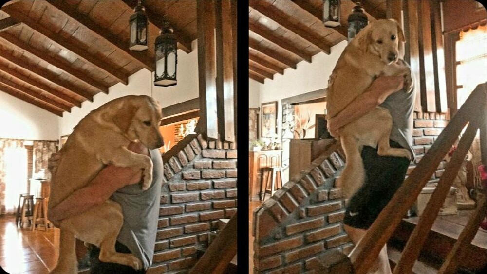 1. Моя собака однажды упала с лестницы, и с тех пор она соглашается подниматься по ней, но спускаться отказывается