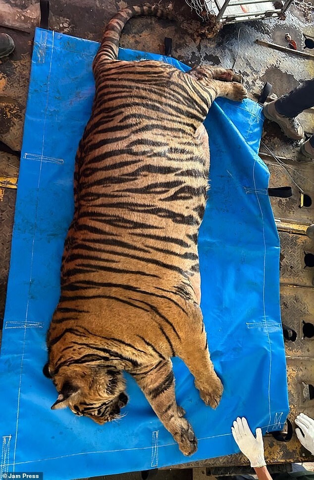 Тигра весом в 200 кг посадили на строгую диету