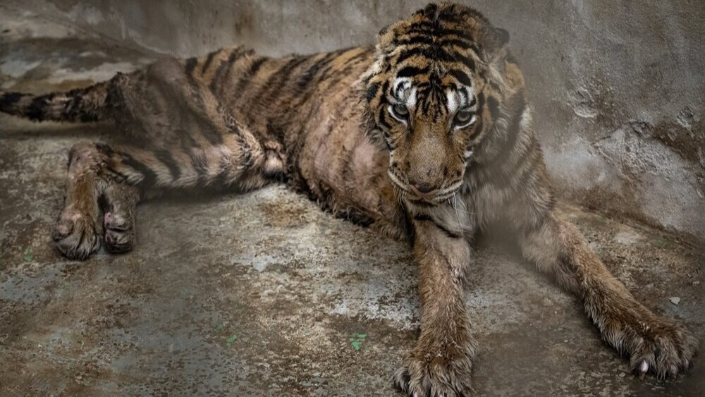 Тигра весом в 200 кг посадили на строгую диету