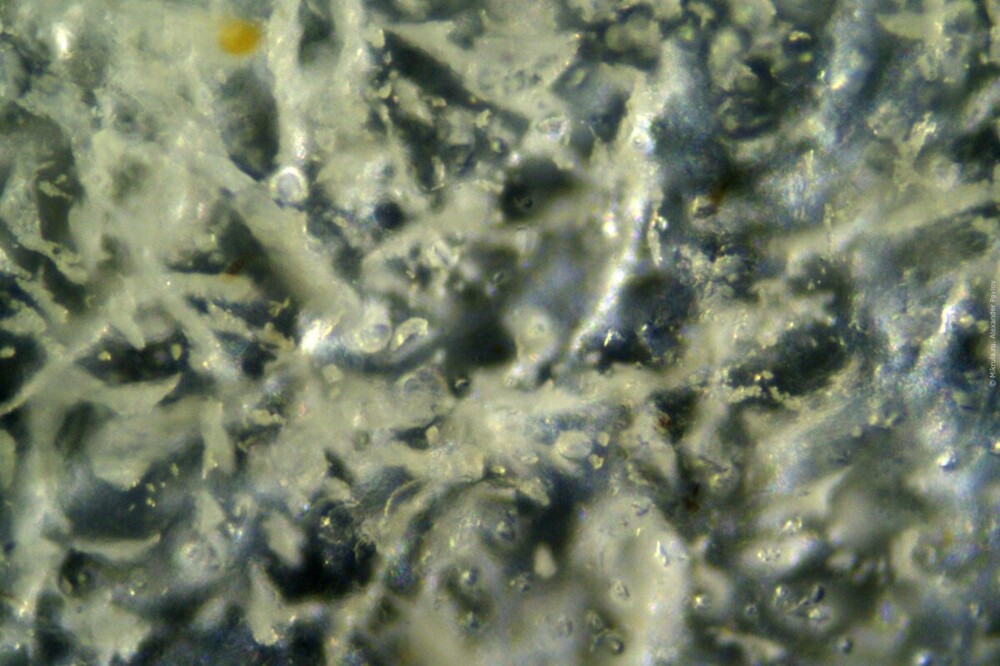Мёд из Турции под микроскопом