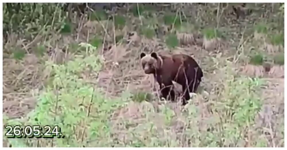 "Мама, я дура": встреча женщины с медведем