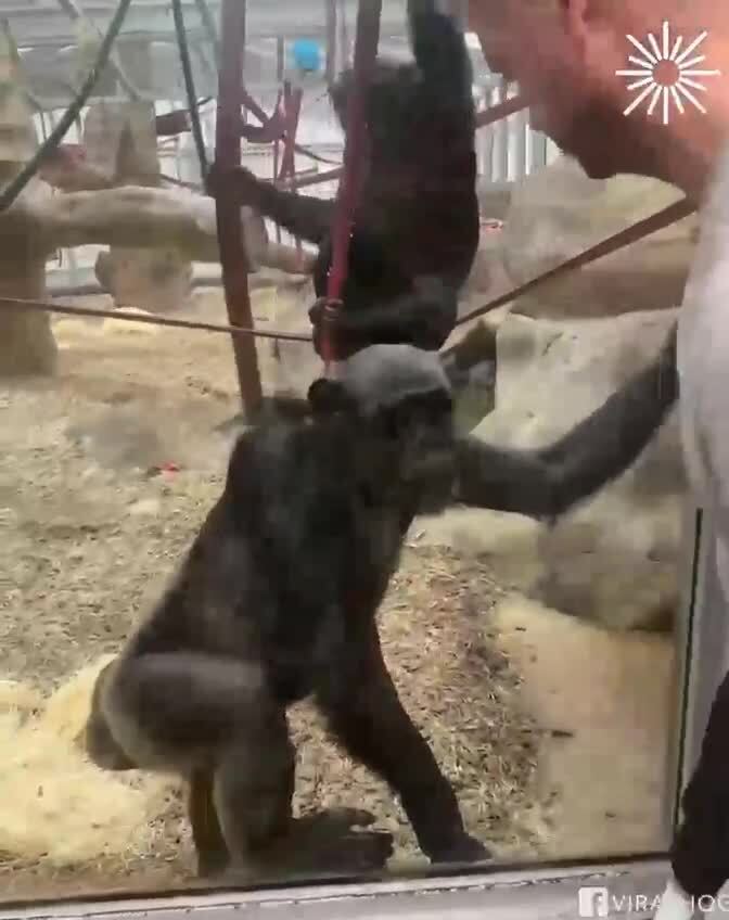 Как довести шимпанзе до инфаркта  