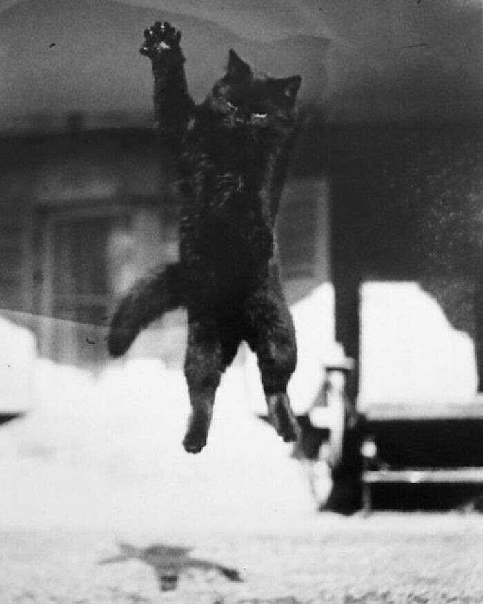 12. Французский кот, 1912 год