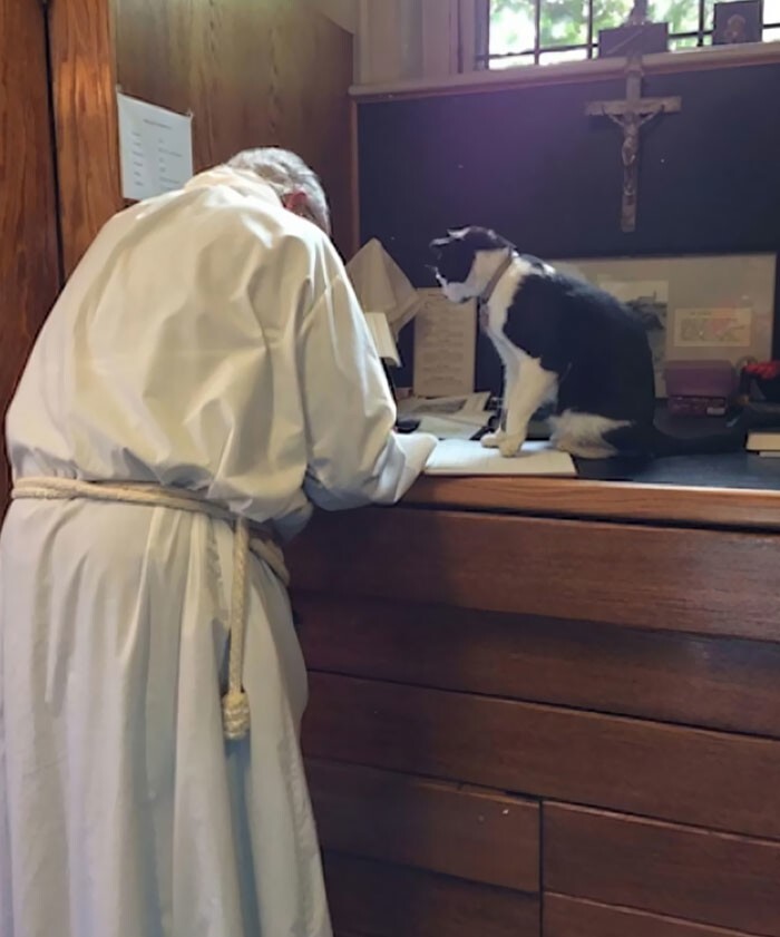 12. Коты даже могут быть помощниками священников