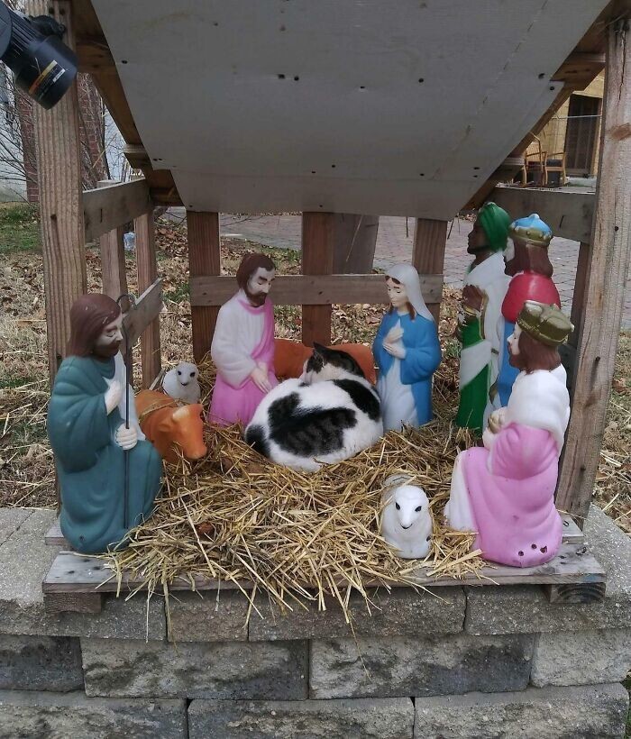 9. "Бездомный кот из нашего района возомнил себя малышом Иисусом"