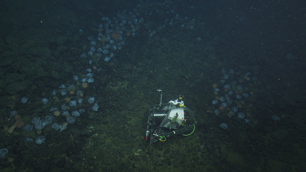 Таинственное место на глубине 3 км, где осьминоги заканчивают свой жизненный путь